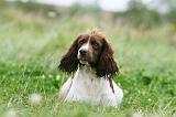 SPRINGER SPANIEL 071